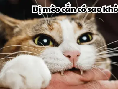 Bị mèo cắn có sao không - Dấu hiệu tiềm ẩn có thể bạn bỏ qua