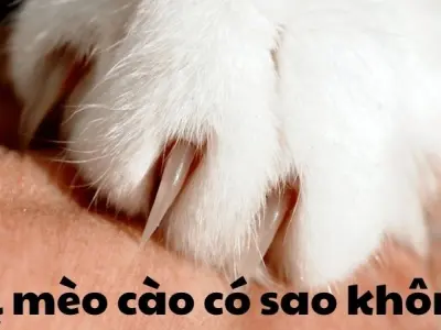Bị mèo cào có sao không - Cẩn thận với bệnh dại tiềm ẩn