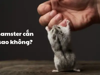 Hamster cắn có sao không và cách xử lý an toàn tại nhà