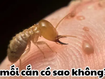 Bị mối cắn có sao không và bí quyết phòng tránh hiệu quả