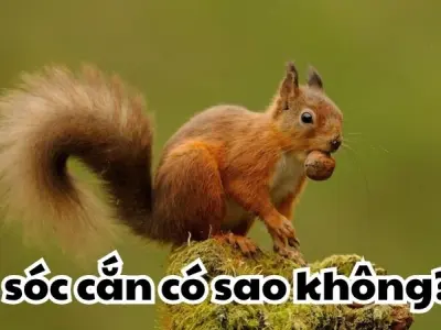 Sóc cắn có sao không - Tìm hiểu dấu hiệu và cách xử lý nhanh