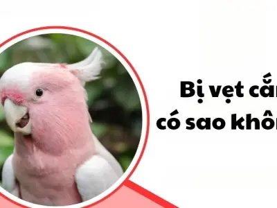 Bị vẹt cắn có sao không và dấu hiệu cần cảnh giác ngay