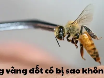 Ong vàng đốt có bị sao không và mức độ nguy hiểm thực sự