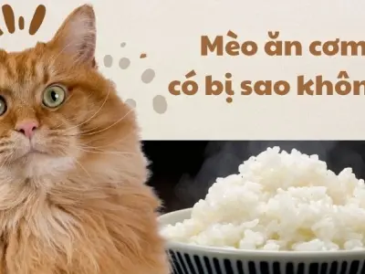 Mèo ăn cơm có bị sao không và có nên cho ăn thường