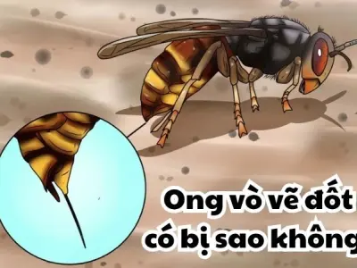Ong vò vẽ đốt có bị sao không và những biến chứng đáng sợ