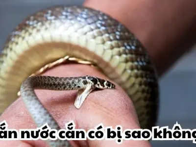 Bị rắn nước cắn có bị sao không và cần làm gì đầu tiên