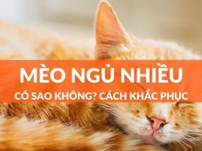 Mèo ngủ nhiều có bị sao không và dấu hiệu không nên bỏ qua