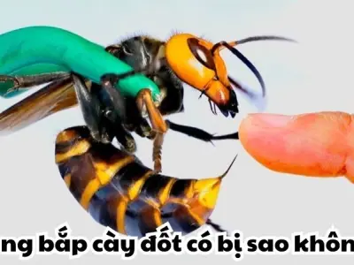 Ong bắp cày đốt có bị sao không và cách xử lý kịp thời