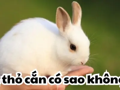 Bị thỏ cắn có sao không và những hiểm họa bất ngờ cần biết