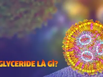 Triglyceride là gì? Nguyên nhân và mức độ nguy hiểm