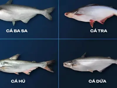 Hé lộ cách phân biệt cá dứa thật giả chính xác 100%