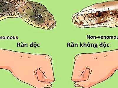 Cách phân biệt rắn độc chính xác cứu mạng lúc hiểm nguy