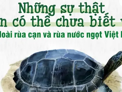 Cách phân biệt rùa cạn và rùa nước đầy đủ chính xác nhất