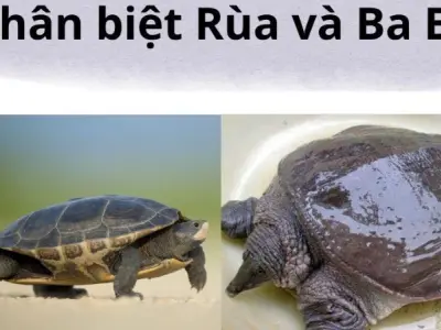 Chuyên gia tiết lộ cách phân biệt rùa và baba chuẩn nhất