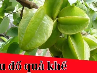 Khám phá câu đố quả khế độc đáo giúp bé yêu thích học hỏi