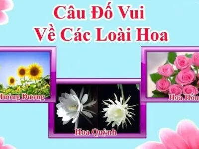 Trọn bộ câu đố vui về hoa thông minh dí dỏm và sáng tạo