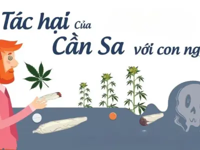 Tác hại của cần sa đối với não bộ và hành vi con người