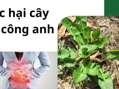 Tác hại cây bồ công anh - Lưu ý quan trọng trước khi dùng