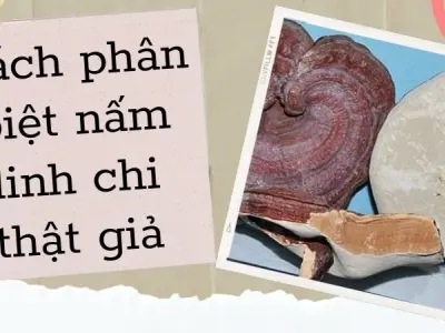 Cách phân biệt nấm linh chi thật giả từ dân buôn lâu năm