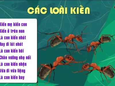 Đồng dao về các loài vật - Giai điệu dân gian cho bé