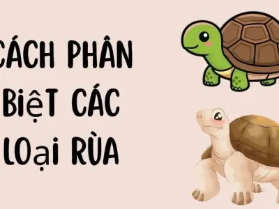 Cách phân biệt các loại rùa qua mai rùa và đầu rùa