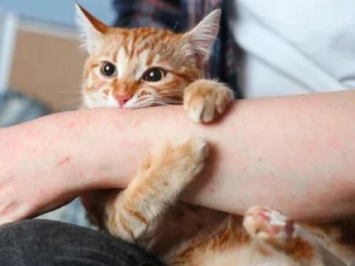 Bị mèo cào nên làm gì để phòng tránh bệnh nguy hiểm?