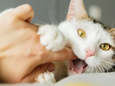 Bị Mèo Cào Nhẹ Không Chảy Máu Có Sao Không? Hướng Dẫn Xử Lý Tại Nhà