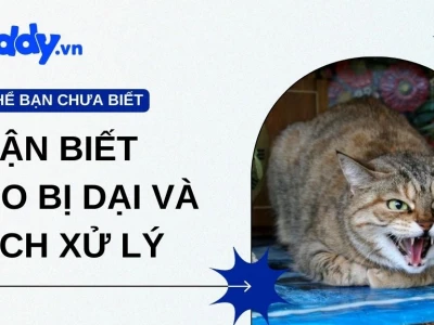 Biểu hiện của mèo dại: Dấu hiệu nhận biết và cách phòng tránh hiệu quả