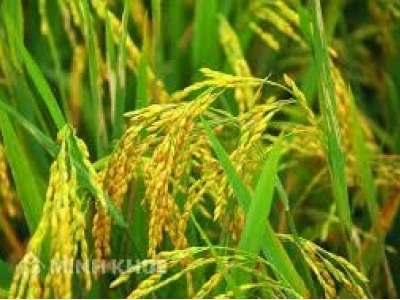 Ca dao Việt Nam về đồng ruộng gửi gắm hồn cốt cha ông
