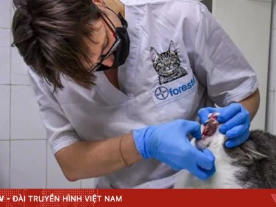 Cách Chữa Nấm Mèo Ở Người An Toàn Và Hiệu Quả
