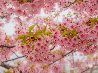 Cherry Blossom Là Gì? Khám Phá Vẻ Đẹp Và Ý Nghĩa Sâu Sắc