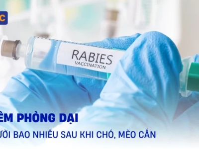 Chích ngừa mèo cắn bao nhiêu tiền? Hướng dẫn chi tiết 2026