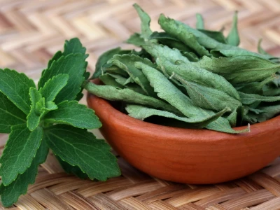 Cỏ ngọt cây thuốc quý và những tác hại cần biết