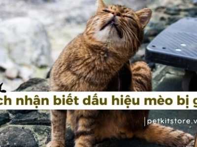 Ghẻ mèo ở người: Nguyên nhân, triệu chứng và cách xử lý