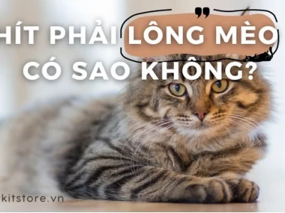 Hít Phải Lông Mèo Có Sao Không Những Nguy Cơ Tiềm Ẩn