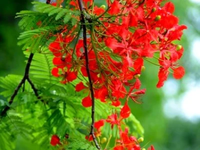 Khám phá đồng dao mùa hè: Lời ca vang vọng tuổi thơ