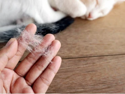Lông mèo có tác hại gì đối với sức khỏe con người?