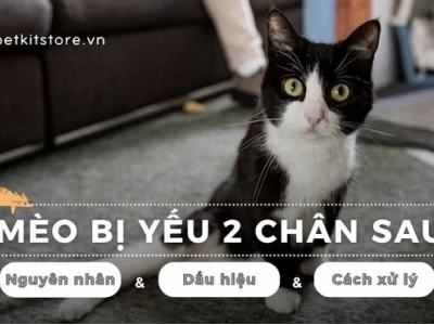 Mèo bị liệt 2 chân sau: Nguyên nhân, dấu hiệu và cách điều trị hiệu quả