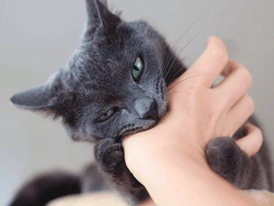 Mèo Cắn Bị Sưng Nhức: Nguyên Nhân, Cách Xử Lý và Phòng Ngừa Hiệu Quả