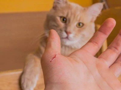Mèo cắn nhẹ có sao không? Hướng dẫn xử lý và phòng ngừa