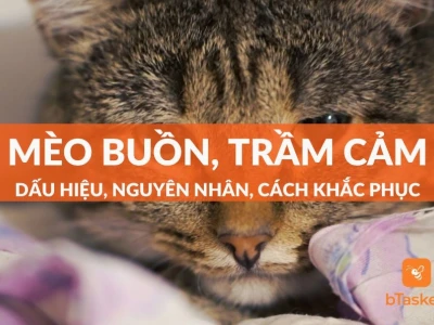 Mèo chán đời: Dấu hiệu nhận biết và cách xoa dịu tinh thần cho "boss"