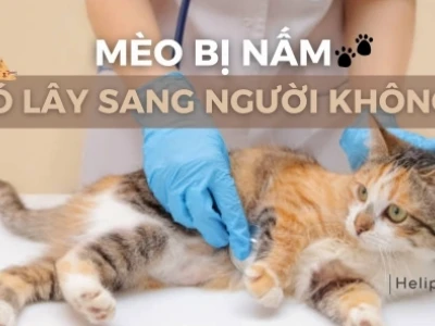 Nấm mèo ở người: Nguyên nhân, triệu chứng và cách điều trị an toàn