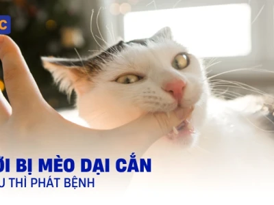 Người bị mèo dại cắn bao lâu thì phát bệnh? Phác đồ xử trí và phòng ngừa