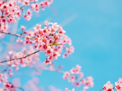 Nhà Nghỉ Đồng Dao Đà Lạt Khám Phá Thiên Đường Nghỉ Dưỡng