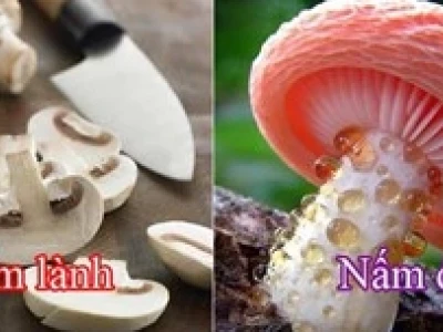 Phân biệt nấm độc và nấm thường: Hướng dẫn chi tiết 2026