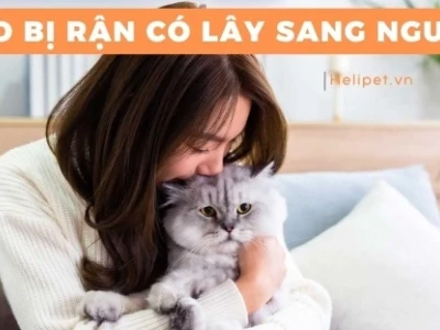 Rận mèo cắn người có sao không? Cách xử lý vết cắn hiệu quả