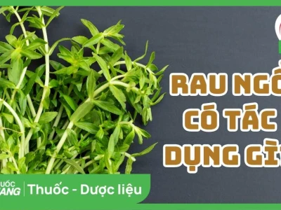 Rau Ngổ: Tác Hại Tiềm Ẩn và Cách Sử Dụng An Toàn
