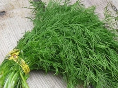Rau thì là: Tác dụng và những tác hại tiềm ẩn cần biết