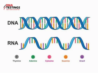 So sánh cấu tạo ADN và ARN: Điểm giống và khác biệt chi tiết
