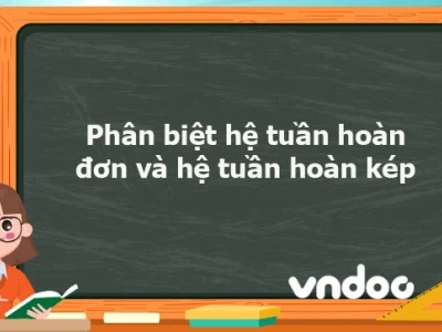 So sánh hệ tuần hoàn hở và hệ tuần hoàn kín: Đặc điểm và vai trò